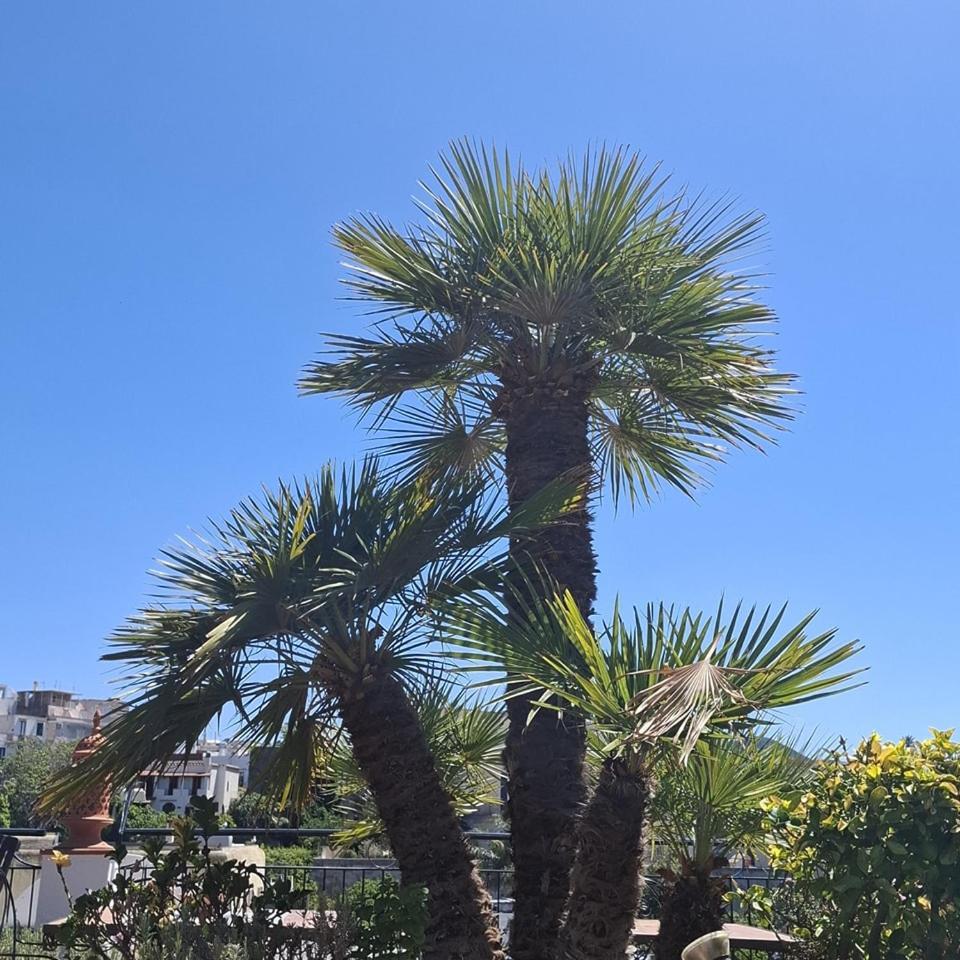 Hotel Villa Verde Forio di Ischia Dış mekan fotoğraf